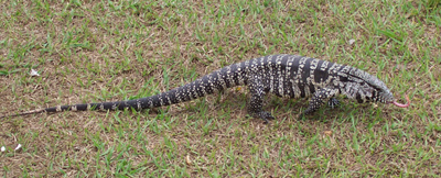 argentine black and white tegu for sale