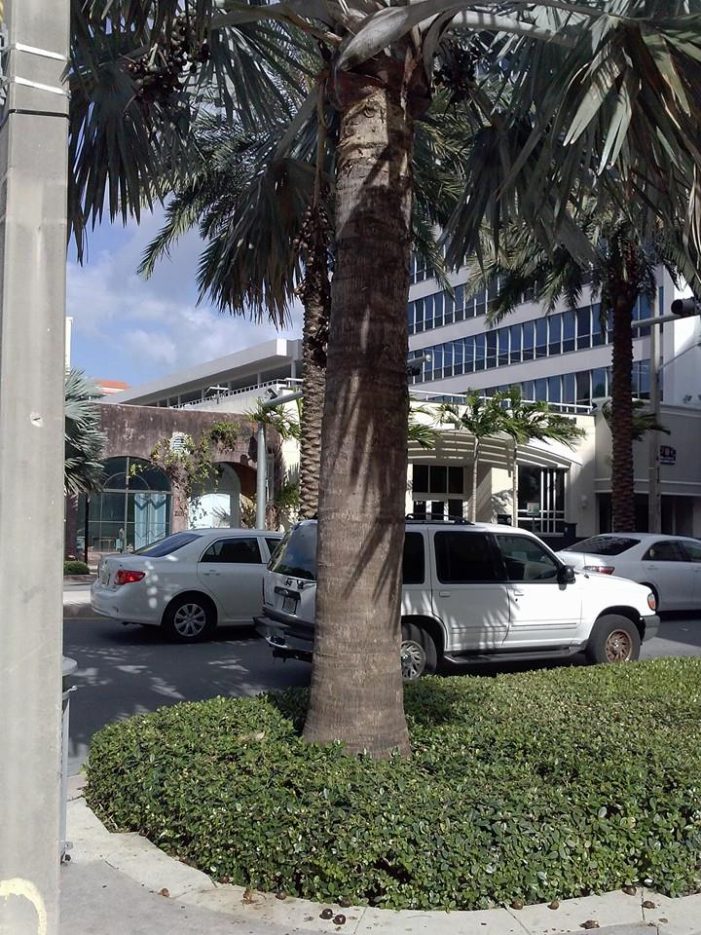 Removing $168K worth of palms in Coral Gables: $14,000