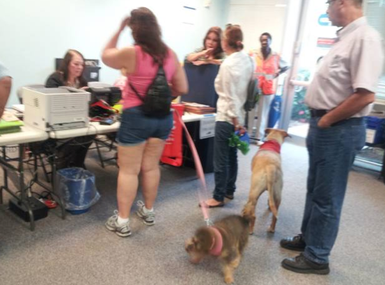 Pets’ Voice party bus takes voters and dogs to early voting