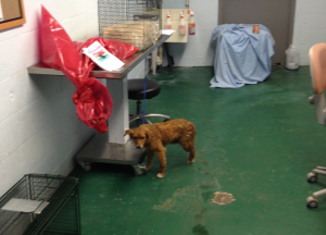 A dog is visibly nervous, perhaps he senses the other dead animals in the room, as he awaits his fate at the Miami-Dade animal shelter "killing room"
