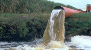 Much of the pollution that has damaged the Everglades is from Big Sugar