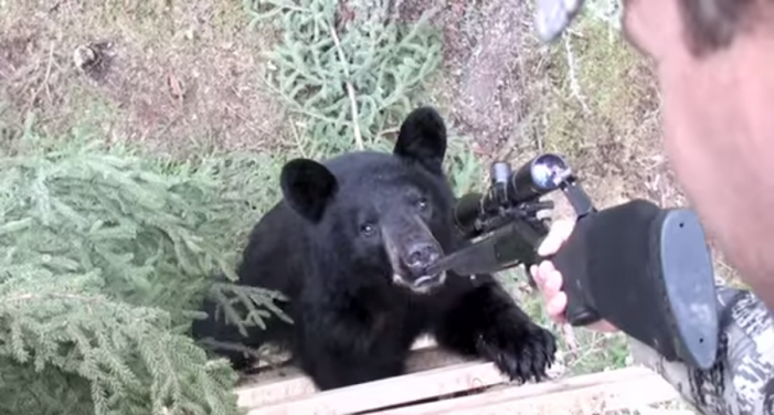 State Rep. Frank Artiles wants to kill a Florida black bear
