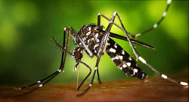Joe Garcia and Carlos Curbelo agree on Zika