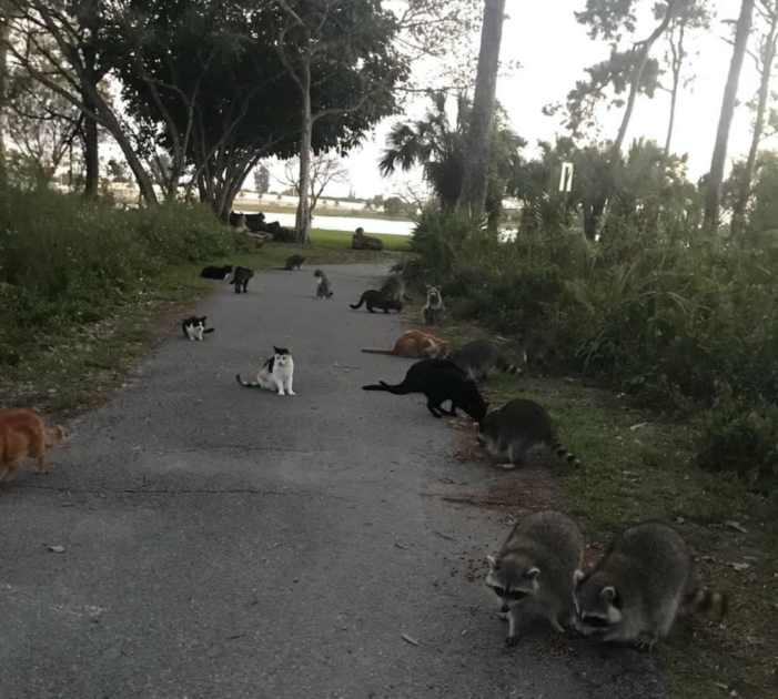 Miami-Dade could create new website to track and report rabies incidents