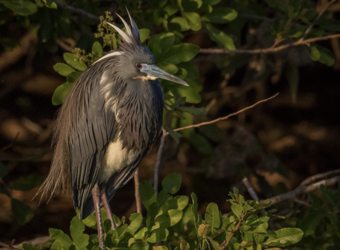 Developers plan to build 550 homes hurts imperiled birds, endangered bats