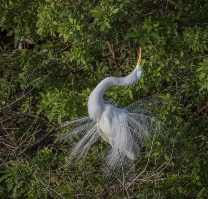 Miami-Dade Commission could wipe out Calusa preserve for 550 homes