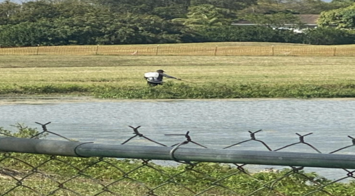 Calusa developers try to scare away wildlife before county mandated study