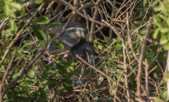 Calusa rookery shows active nesting where they want to build 550 homes