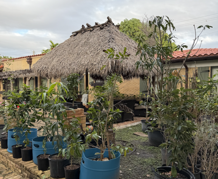 Tony Diaz opens backyard tiki hut for democracy in Florida House District 113