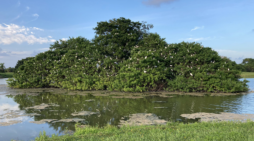 KFHA brings Save Calusa fight to a public neighborhood forum Tuesday