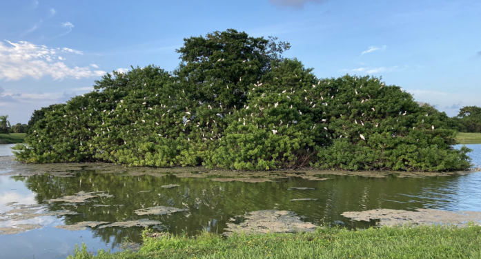 KFHA brings Save Calusa fight to a public neighborhood forum Tuesday