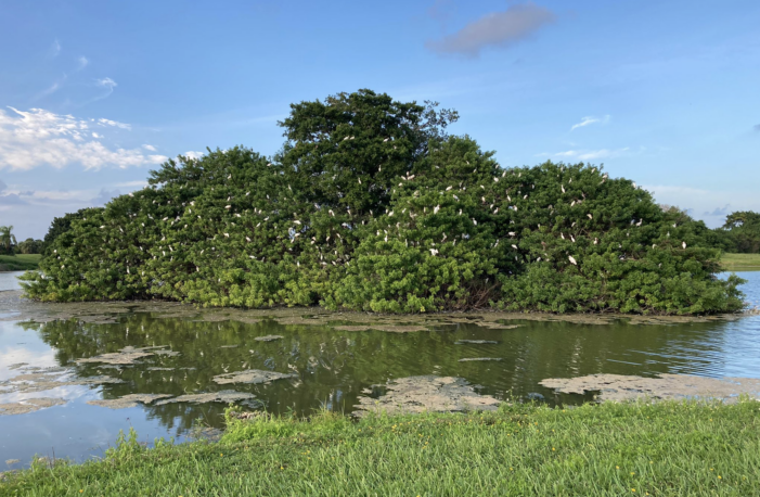 KFHA brings Save Calusa fight to a public neighborhood forum Tuesday KFHA brings Save Calusa fight to a public neighborhood forum Tuesday