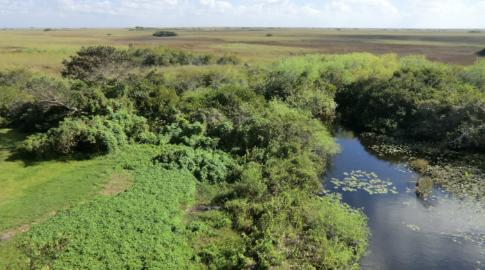 Miami-Dade considers an industrial hub on 245 acres of protected wetlands